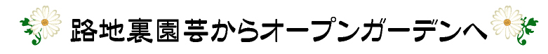 ϩ΢ݤ饪ץ󥬡ǥ